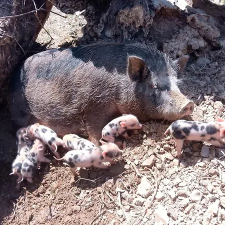 La Ferme Aux Paons - Pour 5p * Coutouvre